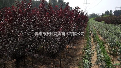 山東紫葉李種植基地,青州紫葉李批發(fā)圖片