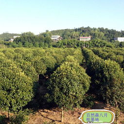 八月桂花價(jià)格 6公分130元 杭州八月桂花價(jià)格
