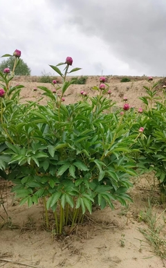 芍藥苗木種植基地 苗圃批發(fā) 3到5年苗 牡丹芍藥
