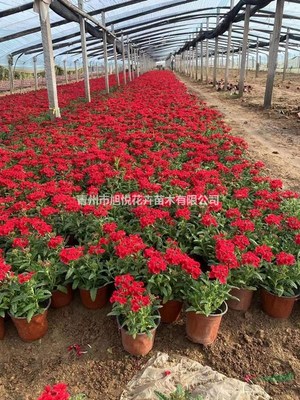 美女櫻種植基地 美女櫻價(jià)格