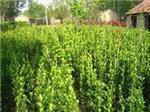 金葉女貞批發(fā) 哪里有供應(yīng)金葉女貞-青州市 花卉苗木提供金葉女貞批發(fā) 哪里有供應(yīng)金葉女貞的相關(guān)介紹、產(chǎn)品、服務(wù)、圖片、價(jià)格大葉黃楊//大葉黃楊 批發(fā)//大葉黃楊種植基地【錦榮花卉】、園林綠化工程承建、宿根地被種植基地、草花苗木種植基地、時(shí)令草花種植、山東綠化苗木基地、