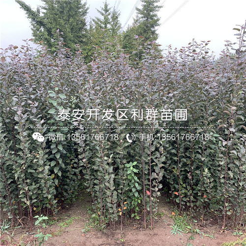 【山東煙富8號蘋果樹苗、煙富8號蘋果樹苗價(jià)格】- 
