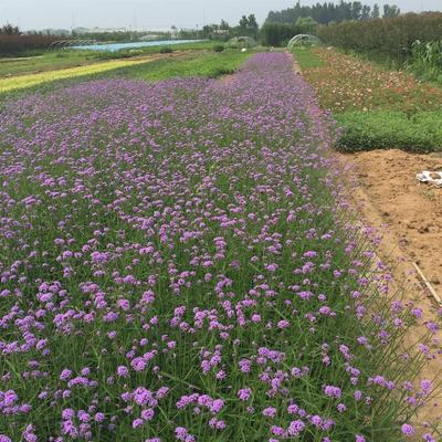 【鳳仙花價(jià)格 基地種植 青州鳳仙花營養(yǎng)杯】 - 青州市御景花卉苗木專業(yè)合作社