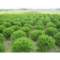 【濰坊龍柏球種植基地大量供應(yīng)龍柏球樹苗圖片】濰坊龍柏球種植基地大量供應(yīng)龍柏球樹苗圖片大全 - 青州市萬綠花卉苗木專業(yè)合作社