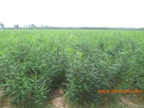 河北速生國槐供應(yīng)商 邯鄲速生國槐批發(fā)報價 河北速生國槐哪里找,河北速生國槐供應(yīng)商 邯鄲速生國槐批發(fā)報價 河北速生國槐哪里找生產(chǎn)廠家,河北速生國槐供應(yīng)商 邯鄲速生國槐批發(fā)報價