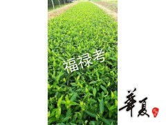 福祿考大量供應(yīng),濰坊金葉女貞供應(yīng)價格 供應(yīng)產(chǎn)品 山東臨朐藝鑫花卉苗木合作社