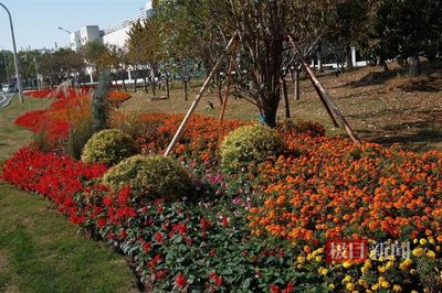完成50.4千米路段景觀環(huán)境整治,湖北路橋助力濕地公約大會舉行