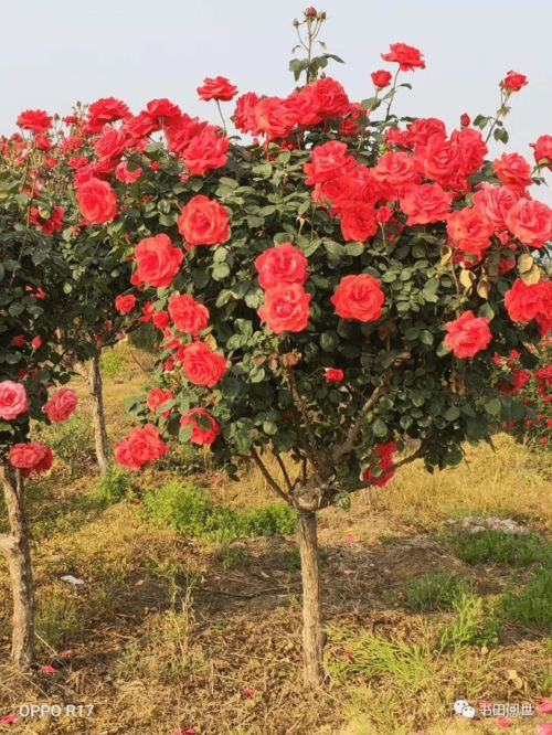 山鄉(xiāng)有夢 南召農(nóng)民企業(yè)家張民春依靠苗木花卉種植奔向幸福路