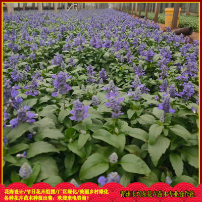 草花鼠尾草批發(fā)價(jià)格 草花鼠尾草花苗出售 草花鼠尾草種植基地