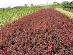 大量出售山東綠化苗木 菏澤綠化苗木種植基地圖片|大量出售山東綠化苗木 菏澤綠化苗木種植基地產(chǎn)品圖片由青州市宸豪花卉苗木專業(yè)合作社公司生產(chǎn)提供-