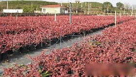 【自家苗圃銷(xiāo)售花木,綠化苗木價(jià)格_自家苗圃銷(xiāo)售花木,綠化苗木廠(chǎng)家】- 