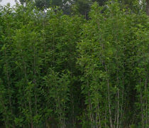 【木槿小苗批發(fā)貨源足量大優(yōu)惠木槿樹(shù)苗銷(xiāo)售工程苗木槿價(jià)格】沭陽(yáng)縣戀香圃花卉苗木場(chǎng) - 產(chǎn)品庫(kù)