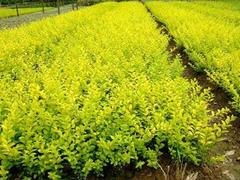 想要至好的金葉女貞就來(lái)勝紅花卉苗木 批發(fā)金葉女貞 青州市勝紅花卉苗木園藝場(chǎng) 薰衣草價(jià)格,一