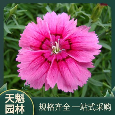 美國(guó)石竹