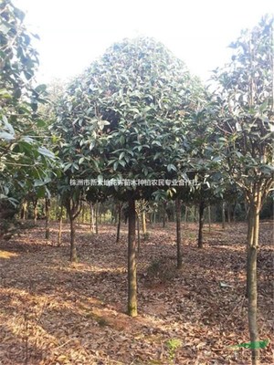 株洲市新大地花卉苗木種植農(nóng)民專(zhuān)業(yè)合作社