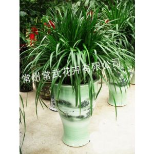 花卉盆景銷(xiāo)售 綠植盆栽租賃 苗木種植 廠(chǎng)區(qū)綠化養(yǎng)護(hù)–