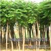 找河北保定海源苗木花卉基地的河北最大的千頭椿種植基地價(jià)格、圖片、詳情,上一比多_一比多產(chǎn)品庫(kù)