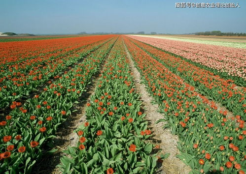 鮮花經(jīng)濟(jì)開(kāi)出新 花 樣