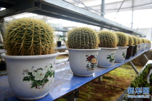 河南安陽 花卉苗木 助農(nóng)增收致富