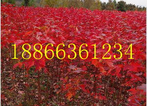美國紅楓基地種植基地 山東青州美國紅楓批發(fā)基地價格