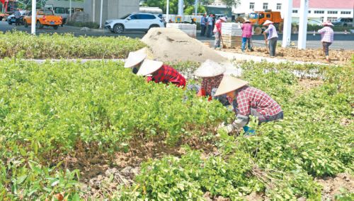 青墩塘快速路204國道路口,綠化工作人員正在花壇和綠化帶內(nèi)種植花卉苗木