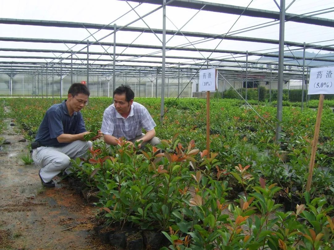 強!花卉苗木生態(tài)種植,綠色陽光農(nóng)業(yè)生態(tài)公司給你作示范