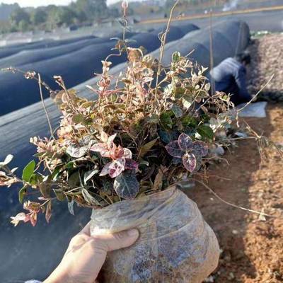 青州市茗茜花卉苗木專業(yè)合作社