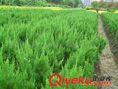 供應黃楊 小龍柏 金葉女貞 尾毛 冬青 紅葉小檗等綠化苗木圖片|供應黃楊 小龍柏 金葉女貞 尾毛 冬青 紅葉小檗等綠化苗木產(chǎn)品圖片由青州市金宇花卉苗木種植專業(yè)合作社公司生產(chǎn)提供-
