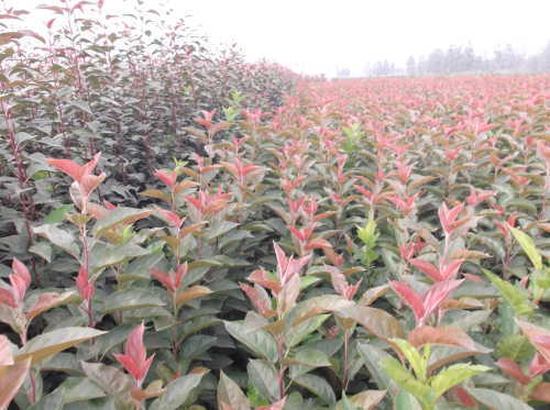 臨沂花葉北美海棠出售基地-海商網(wǎng),花草樹木產(chǎn)品庫