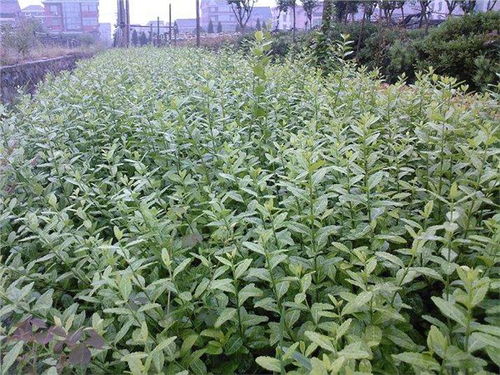 山東濰坊扶芳藤種植基地大量低價(jià)出售40cm以上扶芳藤樹苗 青州市萬綠花卉苗木專業(yè)合作社 綠