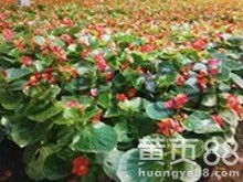 青州市好全花卉苗木種植專(zhuān)業(yè)合作社