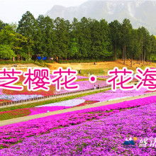 青州市亮國(guó)花卉苗木種植專(zhuān)業(yè)合作社