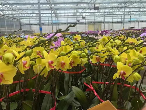 花花世界迷人眼 奇花異草 皆在麻章這個(gè)超大市場(chǎng)......