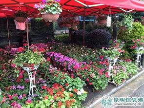 2000余種苗木花卉齊綻放 2018年宜良花街節(jié)開(kāi)幕