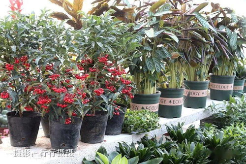 今日泗水現(xiàn)場(chǎng)實(shí)拍 幸福生活就像花兒一樣