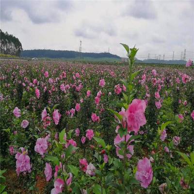 庭院街道公路觀(guān)花植物花卉重瓣木槿 木槿樹(shù)苗 園林綠化苗木花苗