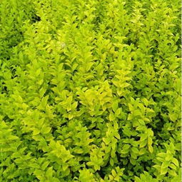 青州金葉女貞價格 青州市志超花卉苗木專業(yè)合作社 四季草花,水生植物,綠化苗木,地被植物,種