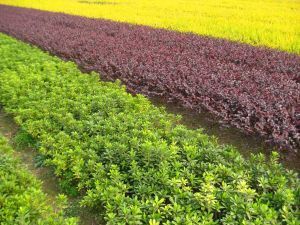 園林植物_長沙縣跳馬鎮(zhèn)鴻吉苗圃-