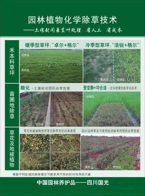 花木商情植保|桂花樹葉片發(fā)黃的“真相”-桂花紅蜘蛛的發(fā)生與防治