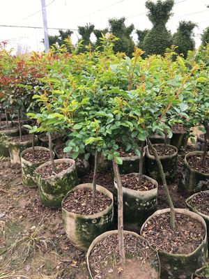 南陽月季基地多個品種2萬余盆月季發(fā)往省內花卉市場