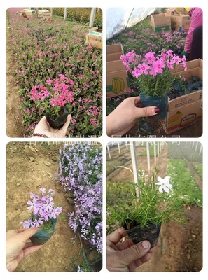 【宿根叢生福祿考芝櫻花價格供應|?；êＴO計及施工,園藝造型,花卉苗木種植銷售,園林綠化工程施工,花卉種子銷售,農(nóng)業(yè)花卉技術指導;花卉用品,花卉資材,溫室工程設計,施工,溫室骨架,溫室資材及配件銷售青州市盛諾溫室園藝商鋪
