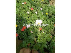 青州太陽花種植基地!青州萬旭花卉苗木基地供應產(chǎn)品青州市萬旭花卉苗木專業(yè)合作社 - 艾特貿易網(wǎng)商鋪展示