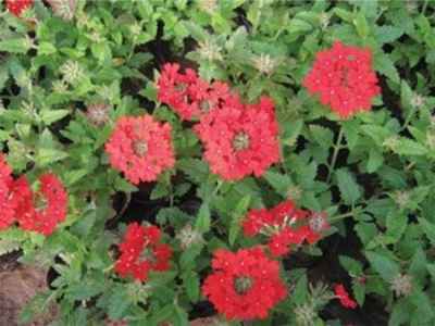 口碑好的草花提供商,當(dāng)屬紅?；ɑ苊缒?一串紅種植基地