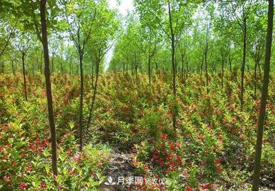 為什么嚴(yán)禁耕地種植花卉苗木草皮?