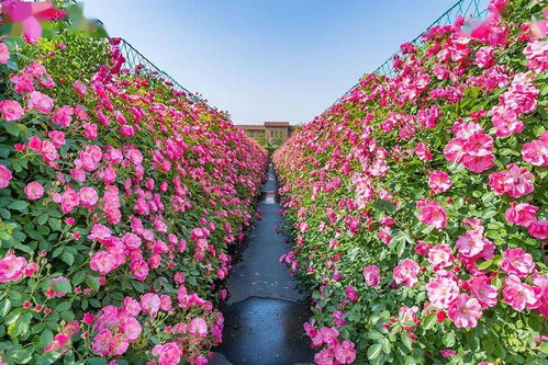 身邊榜樣 雙百雙創(chuàng) ▏花木界 明星 的華麗逆襲 記濰坊市勞動模范朱紹遠(yuǎn)