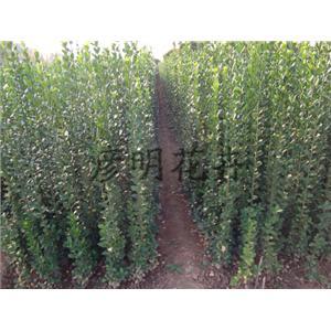 想要買北海道黃楊就來彥明花卉苗木 - 產(chǎn)品展示 - 青州市彥明花卉苗木種植專業(yè)合作社 - 企業(yè)庫 - 準(zhǔn)確全面的企業(yè)與產(chǎn)品信息門戶