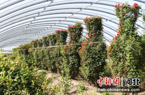 河北定州 鮮花經(jīng)濟 富農(nóng)家