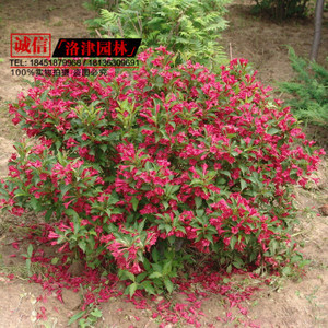 【園林苗木種植】園林苗木種植價格/圖片_園林苗木種植批發(fā)/采購_園林苗木種植廠家/供應商