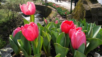 中山 橫欄鎮(zhèn)花木種植催生一批新產(chǎn)業(yè)新行業(yè),農(nóng)資暢銷珠中江