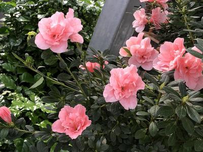 【脫貧振興八閩行】漳平永福鎮(zhèn)十里花街花木合作社助力村民脫貧致富